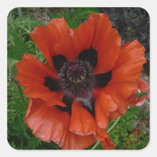 Oosterse papaver vierkante sticker