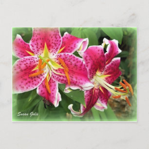 Oosterse Roze Stargazer Lelie / Tuinansichtkaart Briefkaart