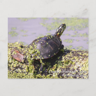 Oosterse schildpad briefkaart