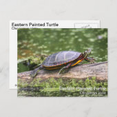 Oosterse schildpad briefkaart (Voorkant / Achterkant)