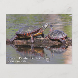 Oosterse schildpad briefkaart