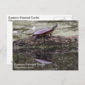 Oosterse schildpad briefkaart (Voorkant / Achterkant)