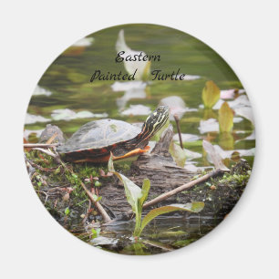 Oosterse schildpad magneet