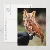 Oosterse schroefolien (Rode fase) Otus asio briefk Briefkaart (Voorkant / Achterkant)