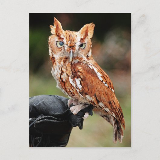 Oosterse schroefolien (Rode fase) Otus asio briefk Briefkaart (Voorkant)