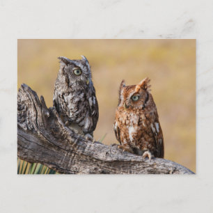 Oosterse schroevendraaide Ow Roosting in Tree Briefkaart