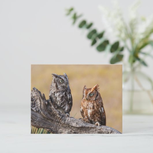 Oosterse schroevendraaide Ow Roosting in Tree Briefkaart (Staand voorkant)