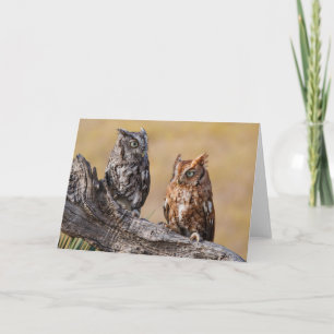 Oosterse schroevendraaide Ow Roosting in Tree Kaart