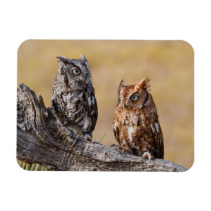 Oosterse schroevendraaide Ow Roosting in Tree Magneet