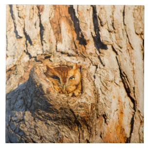 Oosterse schroevendraaier tegeltje