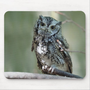 Oosterse Screech Uil, Uil, Zittend Muismat
