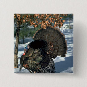 Oosterse wilde kalkoen, enorme gobbler in volle kr vierkante button 5,1 cm
