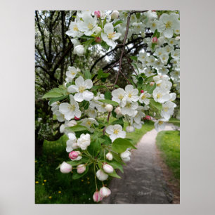 Op de boughs van bloesems poster