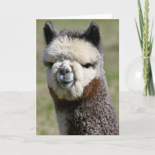 Op de Dichte Grijze Kaart van de Alpaca (Voorkant)