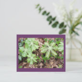 Op de grond van Jefferson's Monticello.. Briefkaart (Staand voorkant)