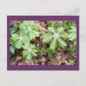 Op de grond van Jefferson's Monticello.. Briefkaart (Voorkant)