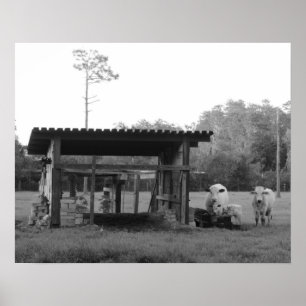 Op de rand - Koeien - zwart en wit Poster