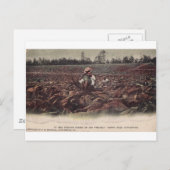 Op de tabaksvelden van Old Virginia Briefkaart (Voorkant / Achterkant)