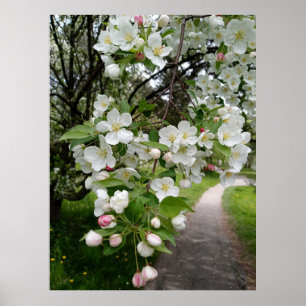 Op de takken van bloesems poster