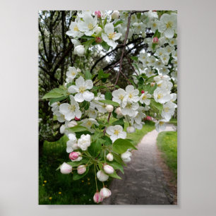 Op de takken van bloesems poster