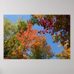 Op de Topjes van de boom Poster