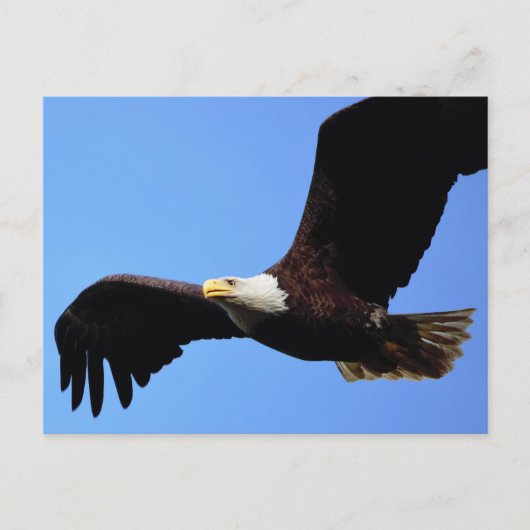 Op Eagle Wings Briefkaart (Voorkant)