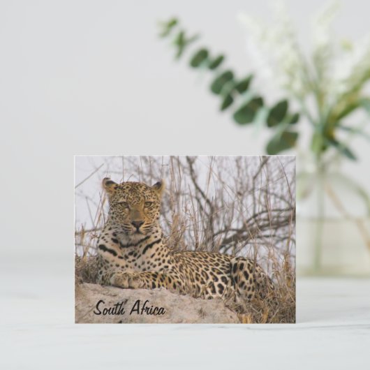 Op een heuvel rust luipaard briefkaart (Staand voorkant)