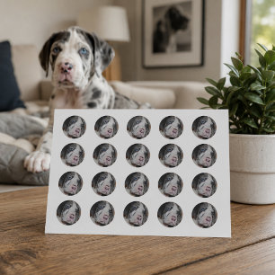 Op maat gemaakte ronde foto van huisdier sticker