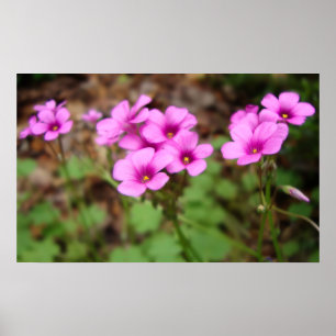 Op Mijn Drempel Afdruk Poster