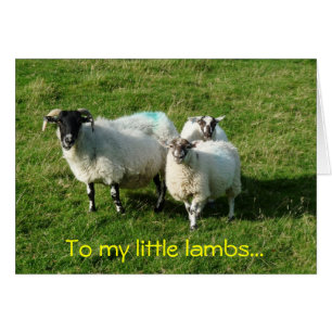 Op mijn kleine lammeren...