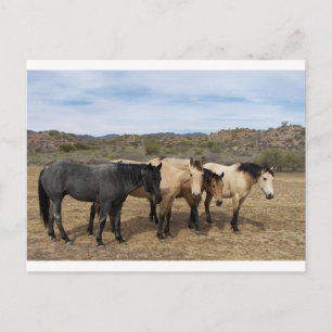 Op mijn loopbaan met Ronda zagen we deze paarden Briefkaart