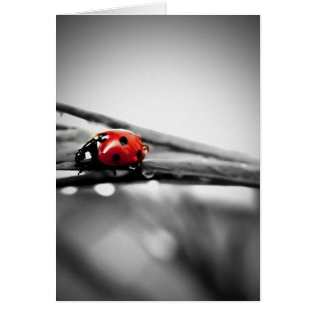 Op mijn reiskaart (Voorkant)