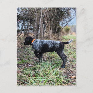 Op puntpuppy briefkaart