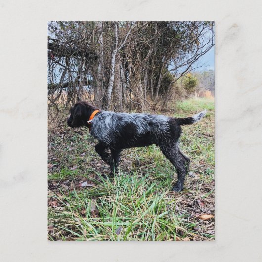 Op puntpuppy briefkaart (Voorkant)