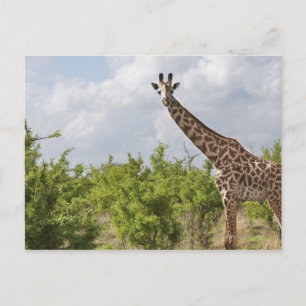 Op safari in Tanzania, Afrika. 2 Briefkaart