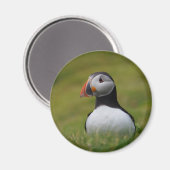 Op zoek naar de Burrow Puffin Magneet (Voorkant / Achterkant)