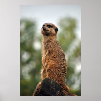 Op zoek naar liefde poster