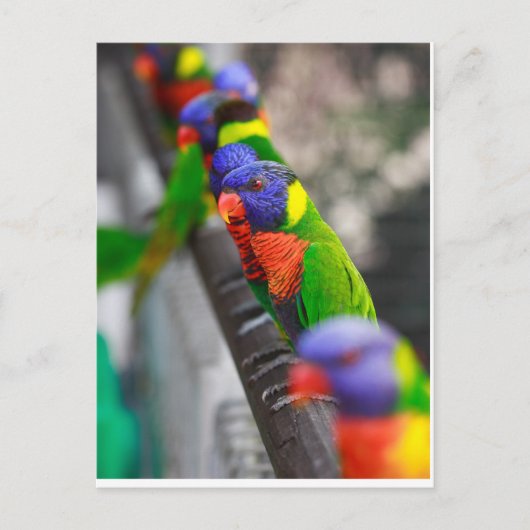 Op zoek naar mij? briefkaart (Voorkant)