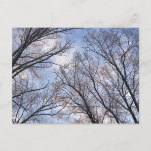 Op zoek naar winterochtendbomen briefkaart