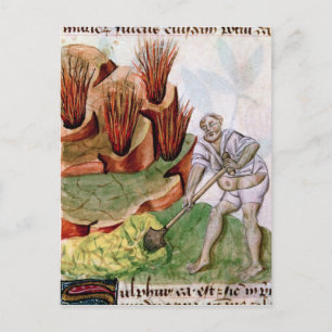 Op zoek naar zwavel, dioscorides' 'De Herbis' Briefkaart