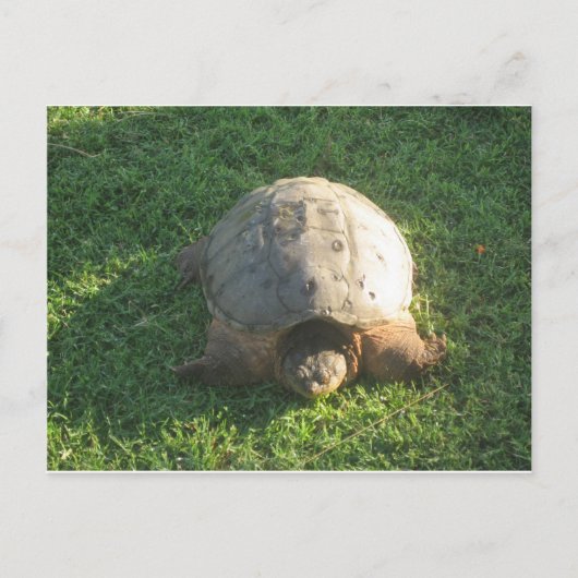 opa Turtle Briefkaart (Voorkant)