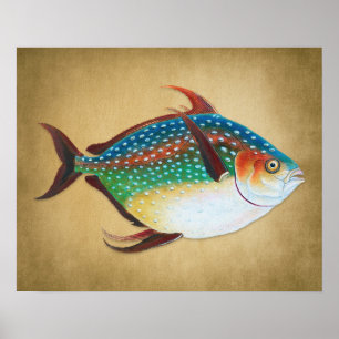  Opah Fish Illustration 1800s Poster
