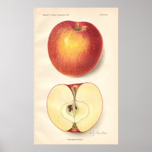 Opalescent Apple Poster