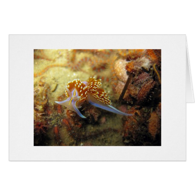 Opalescent Nudibranch (Voorkant Horizontaal)
