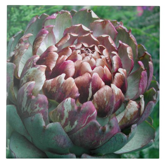Open Artichoke. Tegeltje (Voorkant)