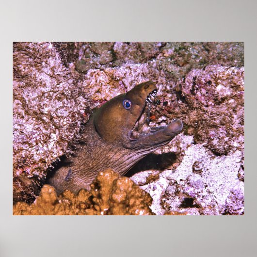 Open breed poster (Voorkant)