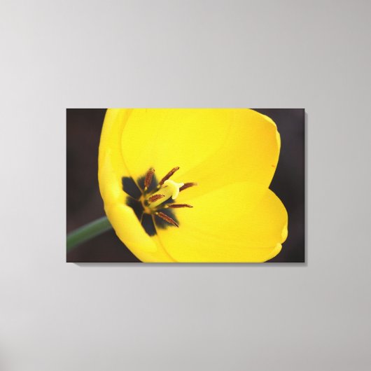 Open gele tulp in gewikkeld canvas afdruk (Voorkant)