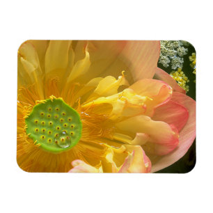 Open Lotus Magnet Magneet