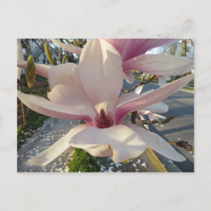 Open Magnolia Briefkaart