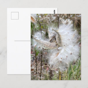 Open Milkweed Pods Zaden met zijde Briefkaart